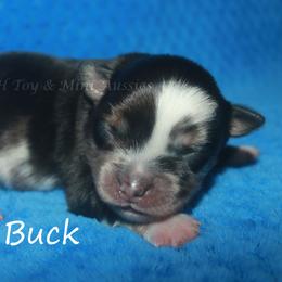 Buck - Blue merle male Miniature American Shepherd puppy in Godley, Texas from Flying H Toy and Mini Aussies