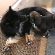 Finnish Lapphund Puppies from Forest Trail Finnish Lapphunds