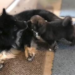 Finnish Lapphund Puppies from Forest Trail Finnish Lapphunds