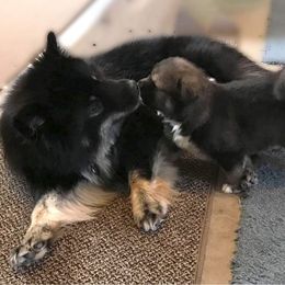 Finnish Lapphund Puppies from Forest Trail Finnish Lapphunds