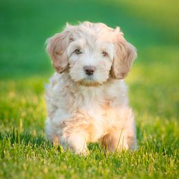 Australian Labradoodle Puppies from Hunterberry Hill Labradoodles