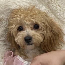 Buttercup - Maltipoo