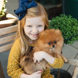 Pomeranian Puppies from Pursell Pomeranians