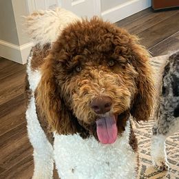 Sundae - Goldendoodle