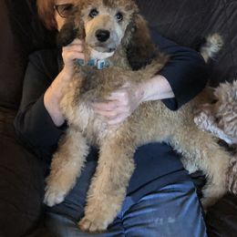Poodle Puppies from Joy’s Logan Creek Poodles