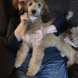 Poodle Puppies from Joy’s Logan Creek Poodles