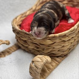 Tortellini - Merle female Goldendoodle puppy in Williamson, New York from Lakeside Doodles
