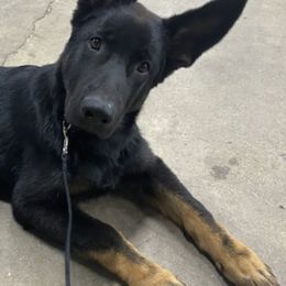 German Shepherds from Vom Treuen Hund GSD