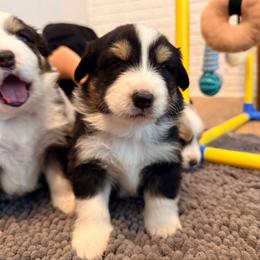 Tommie (Yellow) - Black tri-color male Australian Shepherd puppy in Ashland, Ohio from SS Australian Shepherds