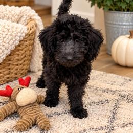 Joy - Black female Goldendoodle puppy in Portland, Tennessee from Happy_Tails_by_TJ