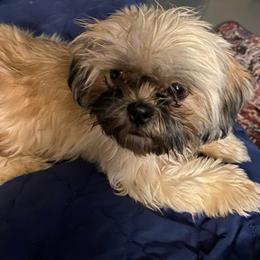 RJ Michael - Shih Tzu