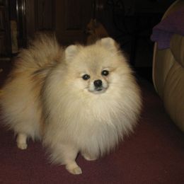 Pomeranian All Grown Up from Lone Wolf Poms