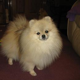 Pomeranian All Grown Up from Lone Wolf Poms