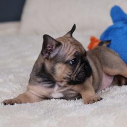 Gravy - Fawn and white male French Bulldog puppy in Madison, Alabama from Moss Bulldog's Home