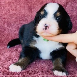 Lime Green Collar Female - Black rust and white female Bernese Mountain Dog puppy in Bristol, Tennessee from Holston Hollow Farm