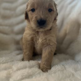 Boy 6 - Golden Retriever puppy from Washington Lakeside Goldens