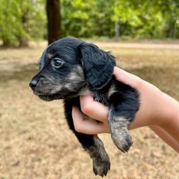 Rose AKC HEALTH GUARANTEE - Brindle female Dachshund puppy in El Dorado, Arkansas from LovelylilDoxies