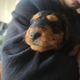 Girl 2 - Black and tan female Airedale Terrier puppy in Ulster County, New York from Gilded Aire