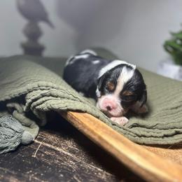 Bayou - Tri-color male Cavalier King Charles Spaniel puppy in Port Barre, Louisiana from Bayou Cavaliers