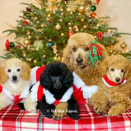 Cavalier King Charles Spaniel, Cavapoo, and Poodle Puppies from Red Skye Puppies