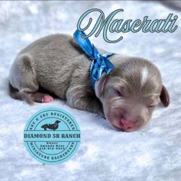 MASERATI - Fawn (isabella) and tan male Dachshund puppy in Columbia, Louisiana from Diamond 5R Ranch AKC & CKC Miniature Dachshunds