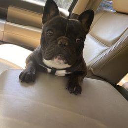 Bulldogs, Bullmastiffs, and French Bulldogs from River Region Bullies