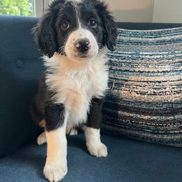 Bernedoodle Puppies from East Coast Bernedoodles
