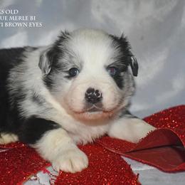 Polo - Blue merle male Miniature Australian Shepherd puppy in Patterson, North Carolina from DreamLine Aussies