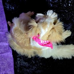 Princess Saylor - Parti female Miniature Schnauzer puppy in Texas from Blue Rose's Schnauzers