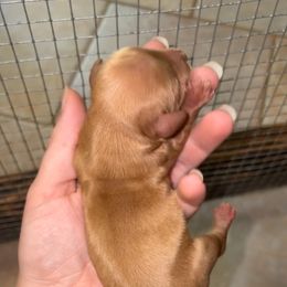 Boy 1 (PET ONLY) - Red male Dachshund puppy in Goldthwaite, Texas from Mini Mama Dachshunds