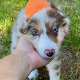 Karma - Red merle female Miniature American Shepherd puppy in Kamuela On The Big Island, Hawaii from Royal Hawaiian Aussies LLC