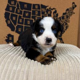 Bluey - Black tri male Miniature Australian Shepherd puppy in Michie, Tennessee from Acton Aussies