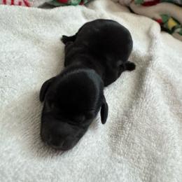 Diesel: Boy 2 black - Black male Dachshund puppy in Casselberry, Florida from Amore Mini Dachshund Breeders & More