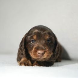 Dory - Chocolate and tan female Dachshund puppy in Haslet, Texas from TG Dachshunds