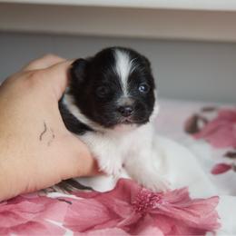 Nutmeg - Tri-colored female Pomeranian puppy in Saint Ignatius, Montana from Pomeranians Montana
