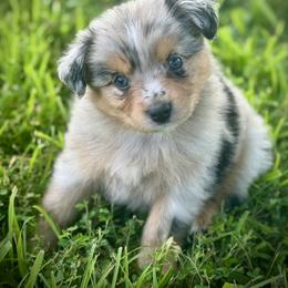 Australian Shepherd Puppies from HP Aussie Kennels