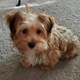 Yorkshire Terriers from Yorkies of Dillsburg