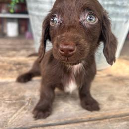 Hazel boy two - Chocolate male Dachshund puppy in Payette, Idaho from NT Mini Doxies