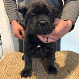 Charlie - Black male Cane Corso puppy in Jones, Michigan from Woodlands Cane Corso