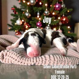 Joy - Parti female Poodle puppy in Denton, Maryland from Cajun Girl Kennels
