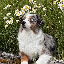 Dally - Miniature American Shepherd