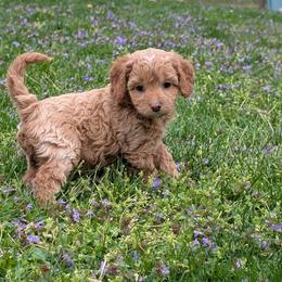 Bunny - Cream female Cavapoo puppy in Coshocton, Ohio from Forever Family Puppies