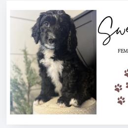 Sweetie - Black and white female Bernedoodle puppy in Bellevue, Iowa from Blended Acres & Kennels