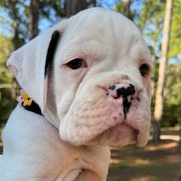Becky - White female Boxer puppy in Statesboro, Georgia, Georgia from Mischievous Boxers