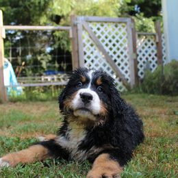 Bernese Mountain Dog Puppies from Baby Bear Bernese Kennel