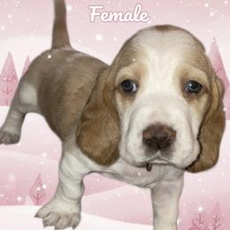 Pink Collar - Red and white female Basset Hound puppy in Callao, Virginia from Walk The Line Basset Hounds