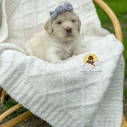 Goldendoodle Puppies from Dream A Little Doodle