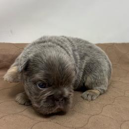 Ares - Liver male French Bulldog puppy in Amarillo, Texas from Bomb City Bulldogs