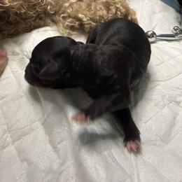 Tiny thing - Black & white female Maltipoo puppy in Weatherford, Texas from Aprishew Maltipoo