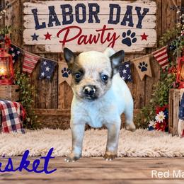 Brisket - Red speckled male Australian Cattle Dog puppy in Oronogo, Missouri from Dutton's Show Me Farms